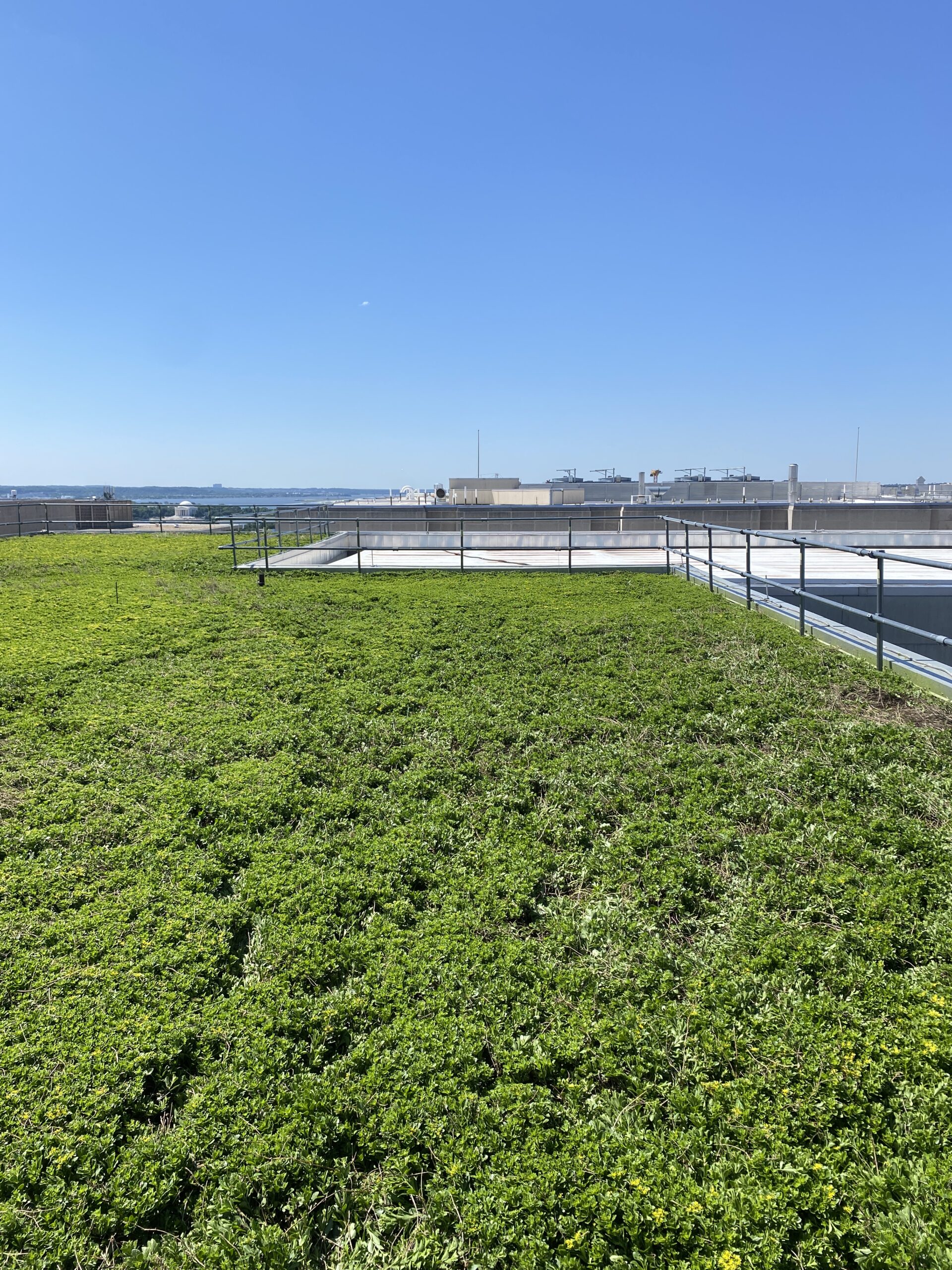 green roof installed by Grasshoppers in New Jersey